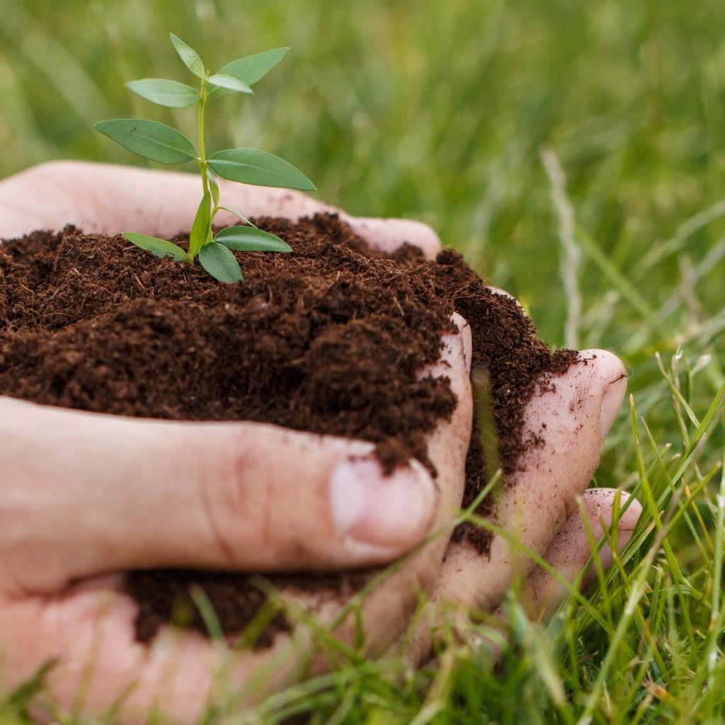 soil organic soil