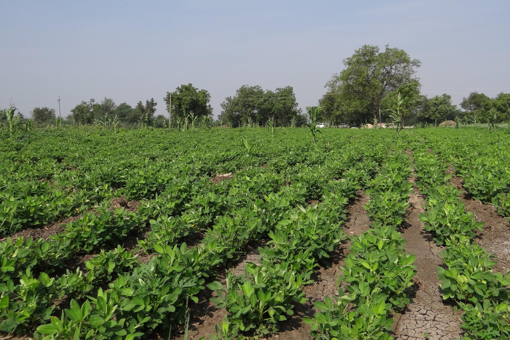 peanut field, groundnut field, india, crop, field, agriculture, agricultural, nature, freshness, harvest, crops, plants, cultivation, outdoor, farmland, landscape, farm, rural, farming, green farm, peanut field, peanut field, peanut field, peanut field, peanut field, groundnut field, farmland